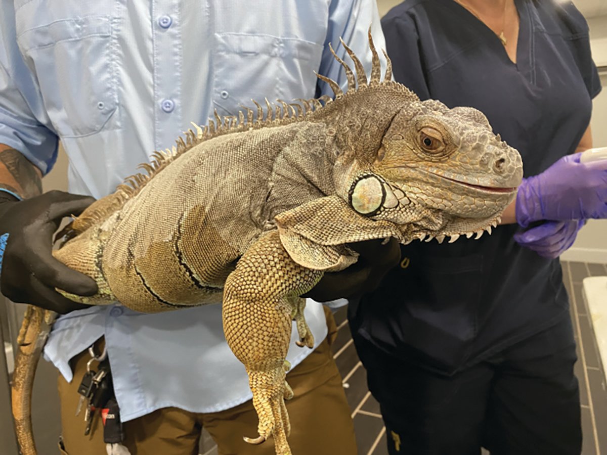 A green iguana being microchipped at one of FWC's Tag Your Reptile Day events.